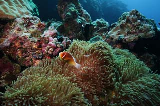 fotografia, materiale, libero il panorama, dipinga, fotografia di scorta,Saluti di un pesce di anemone, pesce di anemone, Nimmo, , seanemone