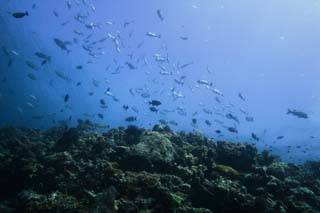 photo,material,free,landscape,picture,stock photo,Creative Commons,Fish in sun light, The sea, Coral, , Water