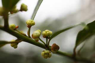 Foto, materiell, befreit, Landschaft, Bild, hat Foto auf Lager,Laurier Blumen, , , , 