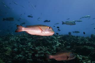 fotografia, materiale, libero il panorama, dipinga, fotografia di scorta,Un ballo tailandese, sebream, Corallo, , Acqua