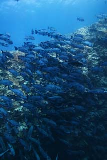 fotografia, materiale, libero il panorama, dipinga, fotografia di scorta,Una scuola di pesce, Il mare, Corallo, , Scuola di pesce