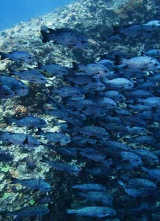 Foto, materiell, befreit, Landschaft, Bild, hat Foto auf Lager,Eine Schule des Fisches, Das Meer, Koralle, , Die Schule des Fisches