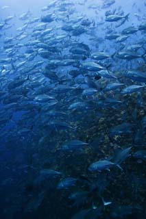 Foto, materiell, befreit, Landschaft, Bild, hat Foto auf Lager,Eine Schule der Pferdemakrelen, Das Meer, Pferdemakrele, , Die Schule des Fisches