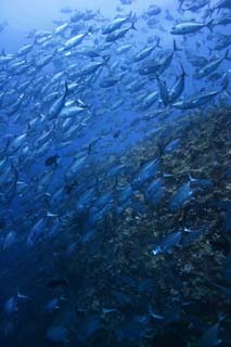 foto,tela,gratis,paisaje,fotografa,idea,Un banco de caballas de caballo, El mar, Caballas de caballo, , Banco de peces