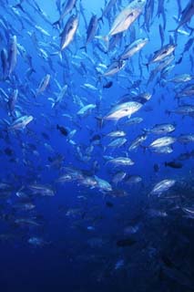 Foto, materiell, befreit, Landschaft, Bild, hat Foto auf Lager,Eine Schule der Pferdemakrelen, Das Meer, Pferdemakrele, , Die Schule des Fisches