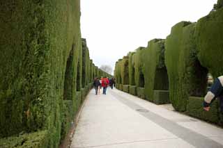 photo, la matire, libre, amnage, dcrivez, photo de la rserve,Palais de l'Alhambra, , , , 