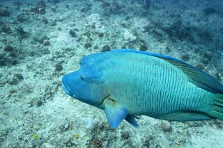 fotografia, materiale, libero il panorama, dipinga, fotografia di scorta,Napoleone il pesce, Il mare, Corallo, , Napoleone il pesce