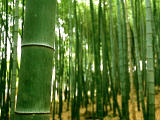 Foto, materieel, vrij, landschap, schilderstuk, bevoorraden foto,Expressiefe bamboo bomen, , , , 