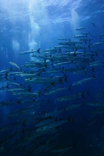 Foto, materieel, vrij, landschap, schilderstuk, bevoorraden foto,Een school van barracuda, De zee, Blauw, Grote barracuda, School van visen