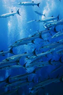 photo,material,free,landscape,picture,stock photo,Creative Commons,A school of barracuda, The sea, Blue, Great barracuda, School of fish