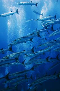 Foto, materieel, vrij, landschap, schilderstuk, bevoorraden foto,Een school van barracuda, De zee, Blauw, Grote barracuda, School van visen