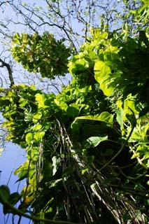 Foto, materiell, befreit, Landschaft, Bild, hat Foto auf Lager,Dschungel Efeu-arum, Hauspflanze, Der Dschungel, Ich bin grn, Blatt