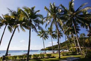 photo,material,free,landscape,picture,stock photo,Creative Commons,A private beach of afternoon, sandy beach, Lasi, coconut tree, resort