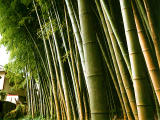 Foto, materieel, vrij, landschap, schilderstuk, bevoorraden foto,Grens van een bamboo grove, , , , 