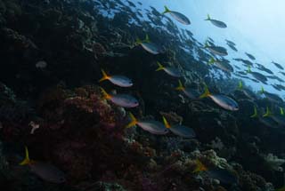 Foto, materiell, befreit, Landschaft, Bild, hat Foto auf Lager,Eine Schule des Fisches, Das Meer, Koralle, , Die Schule des Fisches