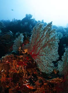 Foto, materieel, vrij, landschap, schilderstuk, bevoorraden foto,Een zee aanhanger, De zee, Koraal, , Sefan