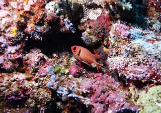 photo,material,free,landscape,picture,stock photo,Creative Commons,A red fish, The sea, Coral, , In the water