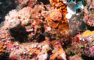 Foto, materieel, vrij, landschap, schilderstuk, bevoorraden foto,Een gevlekt trunkfish en groetjes, De zee, Koraal, , Globefish