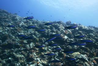 photo,material,free,landscape,picture,stock photo,Creative Commons,A fish of a blue black line, In the water, Coral, , fish