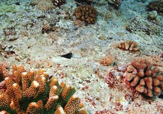 photo,material,free,landscape,picture,stock photo,Creative Commons,A fish of a black skirt, The sea, Coral, , In the water