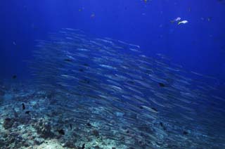 Foto, materiell, befreit, Landschaft, Bild, hat Foto auf Lager,Eine Schule des Fisches, Das Meer, Blau, Indigopflanze, Die Schule des Fisches