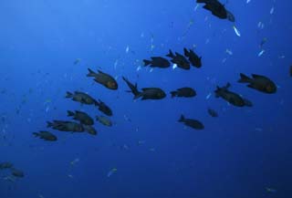 Foto, materiell, befreit, Landschaft, Bild, hat Foto auf Lager,Eine Schule des Fisches, Das Meer, Blau, Indigopflanze, Die Schule des Fisches