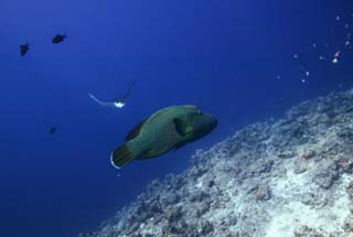 photo,material,free,landscape,picture,stock photo,Creative Commons,A big game rendezvous, The sea, Napoleon fish, Spotted eagle ray, diving