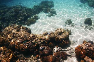 foto,tela,gratis,paisaje,fotografa,idea,Un artculo ligero de una onda, El mar, Coral, , En el mar