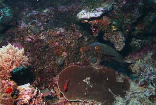 fotografia, materiale, libero il panorama, dipinga, fotografia di scorta,Corallo ed un pesce, Il mare, Corallo, , fotografia subacquea