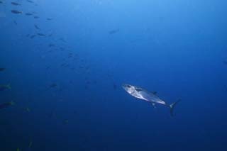 fotografia, materiale, libero il panorama, dipinga, fotografia di scorta,Il pesce che scappa ad un grande gioco, Il mare, Scuola di pesce, Predazione, pesce