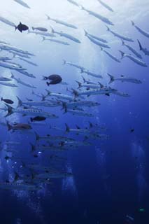 foto,tela,gratis,paisaje,fotografa,idea,Un banco de barracuda, El mar, Fenomenal barracuda, Barracuda, Banco de peces