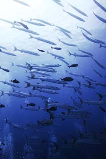 fotografia, materiale, libero il panorama, dipinga, fotografia di scorta,Una scuola di barracuda, Il mare, Grande barracuda, barracuda, Scuola di pesce