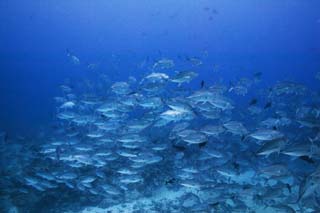 Foto, materiell, befreit, Landschaft, Bild, hat Foto auf Lager,Eine Schule der Pferdemakrelen, Das Meer, Pferdemakrele, , Die Schule des Fisches