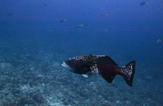 fotografia, materiale, libero il panorama, dipinga, fotografia di scorta,Un pesce di un grande gioco, Il mare, Corallo, , grande gioco