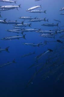 Foto, materieel, vrij, landschap, schilderstuk, bevoorraden foto,Een school van barracuda, De zee, Grote barracuda, Barracuda, School van visen