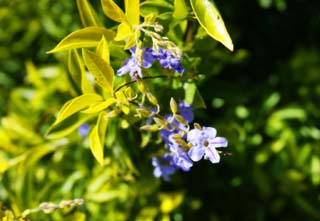 foto,tela,gratis,paisaje,fotografa,idea,Un floret provinciano del sur, Floret, Violeta azulada, La zona tropical, Pas del sur