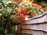 Foto, materieel, vrij, landschap, schilderstuk, bevoorraden foto,Rode nandina bessen, , , , 