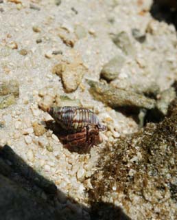 photo,material,free,landscape,picture,stock photo,Creative Commons,A small hermit crab, hermit crab, , shell, The sea