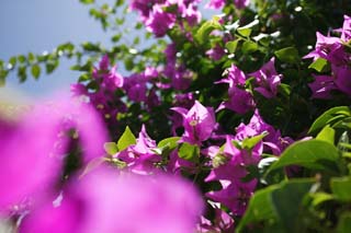 fotografia, materiale, libero il panorama, dipinga, fotografia di scorta,Passi l'estate di un bougainvillaea, bougainvillaea, Io sono imporpori, La zona tropicale, paese meridionale