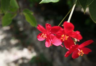 foto,tela,gratis,paisaje,fotografa,idea,Un floret rojo provinciano del sur, Floret, Rojo, La zona tropical, Pas del sur