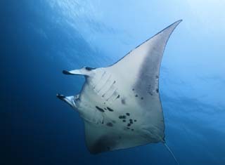 Foto, materieel, vrij, landschap, schilderstuk, bevoorraden foto,Een vlucht van een manta, Manta, Straal, In de zee, Onderwatere foto