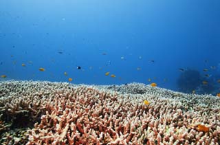 fotografia, materiale, libero il panorama, dipinga, fotografia di scorta,Un piano di corallo, scogliera di corallo, Corallo, Nel mare, fotografia subacquea