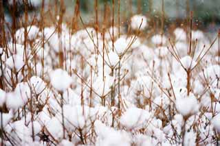 fotografia, materiale, libero il panorama, dipinga, fotografia di scorta,Neve, , , , 