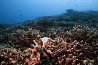 photo, la matire, libre, amnage, dcrivez, photo de la rserve,Une fort de corail, rcif corail, Corail, Dans la mer, photographie sous-marine