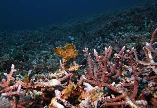 photo, la matire, libre, amnage, dcrivez, photo de la rserve,Frogfish, Frogfish, Corail, Dans la mer, photographie sous-marine