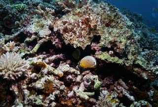 photo,material,free,landscape,picture,stock photo,Creative Commons,A butterflyfish, butterflyfish, Coral, In the sea, underwater photograph