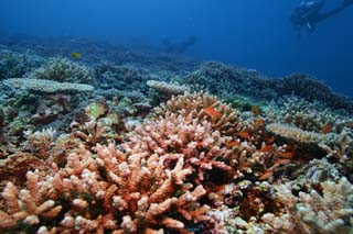 fotografia, materiale, libero il panorama, dipinga, fotografia di scorta,Corallo e pesce tropicale, scogliera di corallo, Corallo, Nel mare, fotografia subacquea