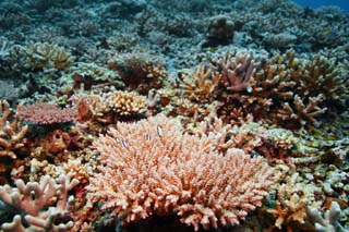 Foto, materiell, befreit, Landschaft, Bild, hat Foto auf Lager,Korallener und tropischer Fisch, korallenes Riff, Koralle, Im Meer, Unterwasserfoto