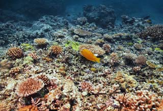 fotografia, material, livra, ajardine, imagine, proveja fotografia,Coral e peixe tropical, recife de coral, Coral, No mar, fotografia subaqutica