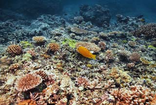 , , , , ,  .,   .,  reef, ,  , underwater 